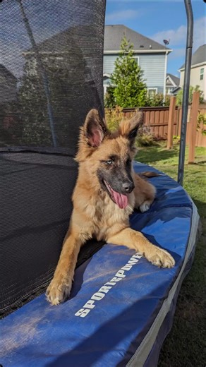 Hey, listen! my name is Navi! #thelegendofzelda #navizelda #zeldanavi #navithefairy #germanshepherdsoftiktok #germanshepherd #germanshepherhuskymix #huskysoftiktok #shepsky