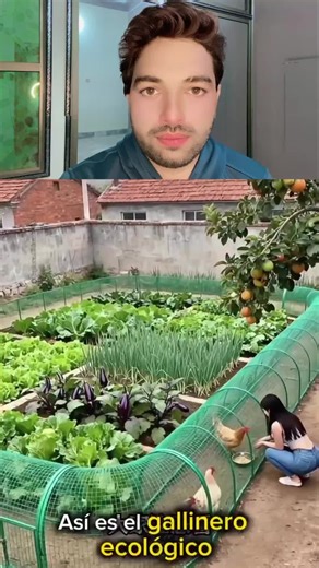 Amazing Eco Chicken Garden 🐔🌱 | Smart Organic Farming Idea | Desi Innovation Reaction Aaj ki video mein hum dekh rahe hain ek unique eco-friendly chicken garden system jahan murghiyan (chickens) aur sabziyaan ek saath grow ho rahi hain 🤯🌿 Yeh system na sirf natural fertilizer provide karta hai balkay garden ko healthy aur organic bhi banata hai! Is tarah ka setup har ghar ke liye ek smart aur sustainable solution ho sakta hai 💡 👉 Aapko yeh idea kaisa laga? Comments mein zaroor batana! #Eco