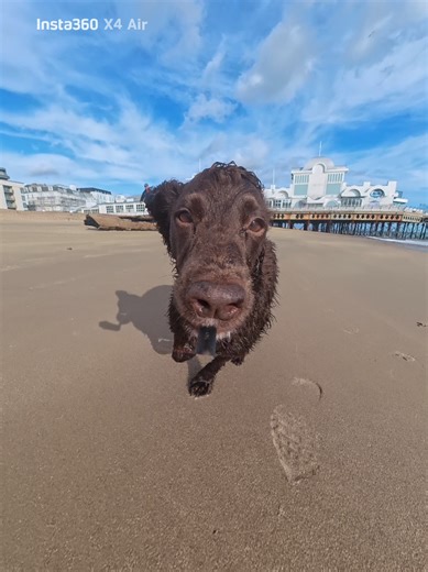 The Energetic Life of a Cocker Spaniel
