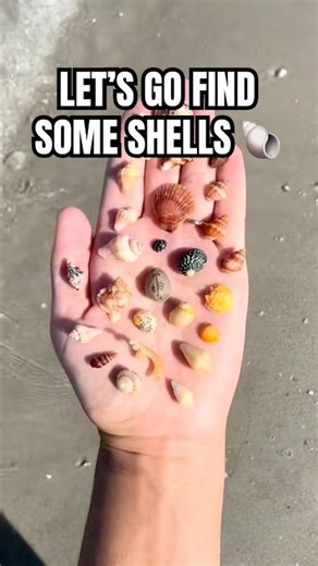 one of my favorite shells to find! A coffee bean trivia 🐚 #shelling #ocean #nature