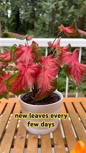 Caladium Plant in July vs October