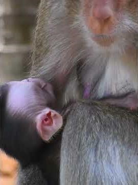 Very Nice Moments Of Baby Monkey and Mom #animals #monkey #wildlife