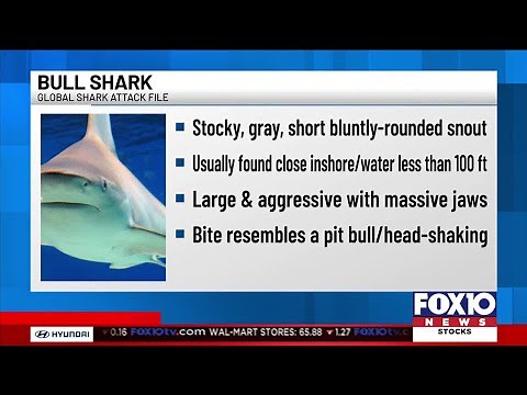 Bull sharks spotted Saturday off Panama City Beach, officials say