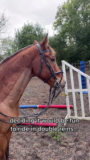 Understanding Double Reins and Curb Straps in Dressage Horse Riding