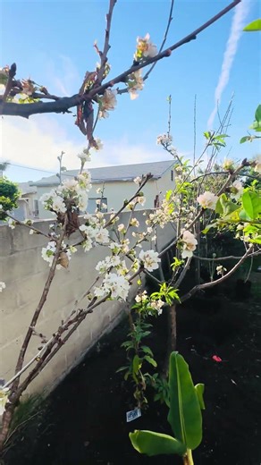 Minnie Royal Cherry Prunus avium 'Royal Lee ' #garden #royal #lee #organic #cherrytree #lowchill