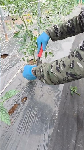 Timing and Method for Topdressing Cherry Tomatoes / #WeekendFarm #TomatoTopdressing