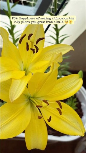 POV:You grew a lily from a bulb you got from Meesho in summer🥹🌼 #flowers #lilly #gardening #viral