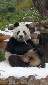 New years resolutions, giant pandas edition: 🐼Eat more greens 🐼Get more steps in 🐼Make time for extra pandamonium #giantpandas #yunchuan #xinbao #sandiegozoo | San Diego Zoo
