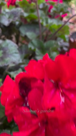 Geraniums in my garden #geranium #mygarden #flowerlovers #flowerpower #naturephotography | Sharon’s garden IN JAPAN