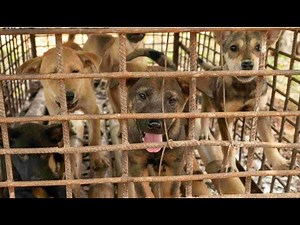 The Unbearable Cruelty of the Dog Meat Trade in Asia