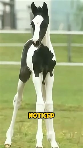 Why Baby Foals Have SUPER Long Legs #horse #shorts