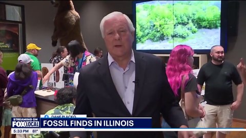 300 million-year-old fossils found in Illinois on display at Field Museum