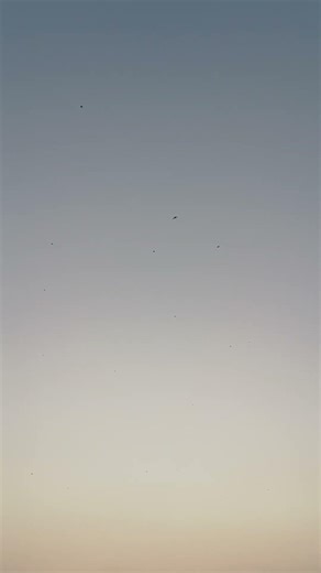 1000 Birds 🐦 flying together ❤️ #shorts #shortsviral