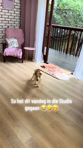 Braveheart, die nar in die studio