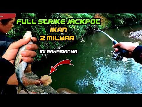 Ways & tips for fishing in rivers are very easy || Jackpot fish billions many times (micro fishing)