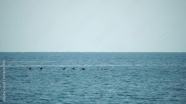 Cormorants flock flying in formation to save energy. Flock of Great Cormorants - Phalacrocorax carbo. School of black migratory birds flies in sky over sea along the coast. Season and climate change