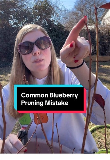Blueberry pruning season is here and one wrong cut can mean fewer berries. It’s easy to assume the tops should be trimmed, but that’s where blueberries produce fruit. In part 2 I’ll show exactly what to remove instead. #gardeningforbeginners #blueberrybush #pruningseason #springgarden #containergardening