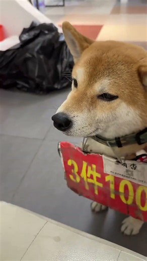 Homeless Dog Become Model ?