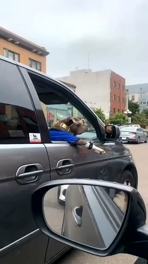 The coolest of them all 😎 🐶 #comedy #dogs #pets #laughs #jokes #humor #humour #laughs #jokes #funny #dog #sunglasses #car #driving #charity | The Humorous Clip