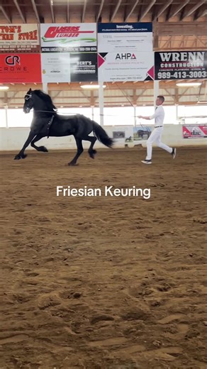 Friesian keuring #friesian#friesiansstallion#friesiansoftiktok #friesians