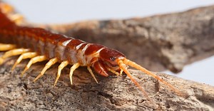 The Role of Centipedes in Pest Control: Nature's Little Helpers