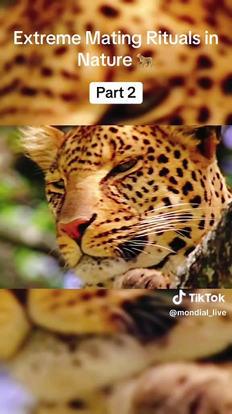Extreme Mating Rituals in Nature 🐆🔥 Please like and share 🐦‍🔥 And FOLLOW ME 💞 From the stealthy leopards of Africa and the death-defying journey of Pacific salmon to the mesmerizing dances of peacock spiders and the cooperative pods of dolphins, this video reveals how mating rituals shape the survival of each species. Embark on a wondrous journey into the wilds of nature to discover the key milestones in the lives of our planet's most fascinating animals. From birth, learning and finding a 