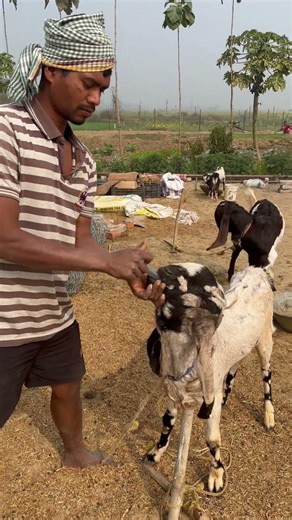 Dewarming of goats 🐐 || #goat #goatfarming #farming #farmer #farm #shorts #funny #agriculture ☘️🐐
