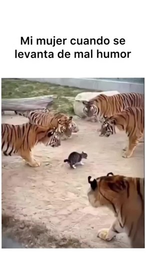 Cuando la#toxica Se levanta Dmal#humor #humortiktok #meme #parati | toxica