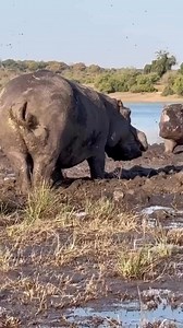 When a hippo urinates and scatters its feces with its tail, it’s not just being messy — it’s marking its territory and sending a strong “stay away” warning to rivals. A fascinating (and slightly stinky) part of the wild! For thrilling game drives and more wildlife moments, call Wildride Safaris 📞 0768660439. #WildrideSafaris #GameDrives #HippoFacts #WildlifeKenya #AfricanSafaris #SafariLife #ExploreKenya #NatureLovers #IntoTheWild #MagicalKenya #TravelKenya #WildlifePhotography #NatureMagic #Sa