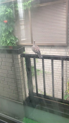 〈生物〉キジバト