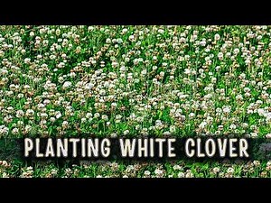 Episode 07 - White Clover - The Nitrogen Fixing Ground Cover
