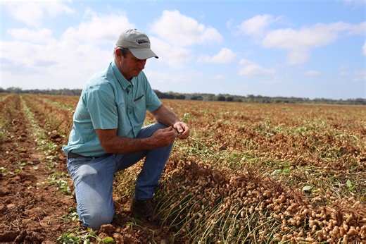 USDA to Issue Second SDRP Payment, Extends Deadline - Alabama Farmers Federation