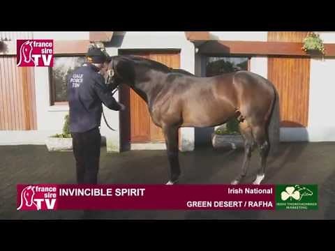 TEST Invincible Spirit, stallion standing at the Irish National Stud - Irish Stallion Trail 2015