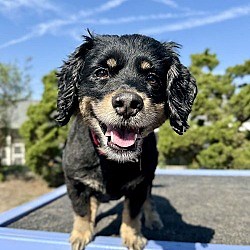Seal Beach, CA - Cocker Spaniel/Dachshund. Meet Darla a Pet for Adoption - AdoptaPet.com