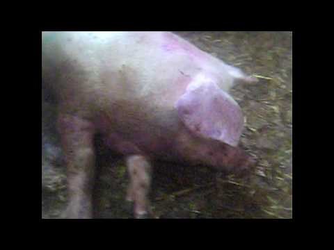 333 - African Swine Fever clinical presentation in the field