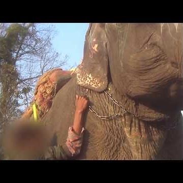 Elephants Beaten With Bullhooks and Sticks for Chitwan Elephant Festival