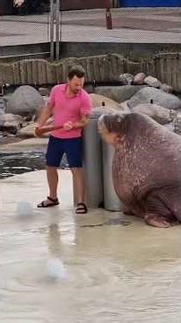 Crazy Comedy Video That Broke the Internet... #funny star #shorts#funnyclip#funniestvideo