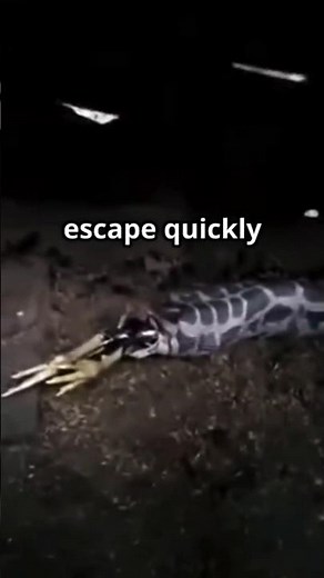 A Python Swallowed a Peacock… Then THIS Happened 😱🐍