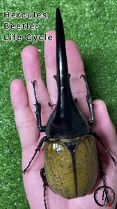 13M views · 464K reactions | Hercules Beetle: Life Cycle | Elytra | Facebook