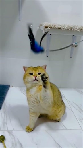 This kitten's toy attack is absolutely hilarious 😂 #funnycat #shorts