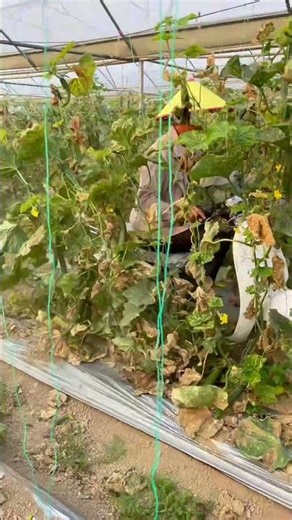 INSANE SPEED! Homemade Tool CLEANS Cucumber Vines Instantly 🥒