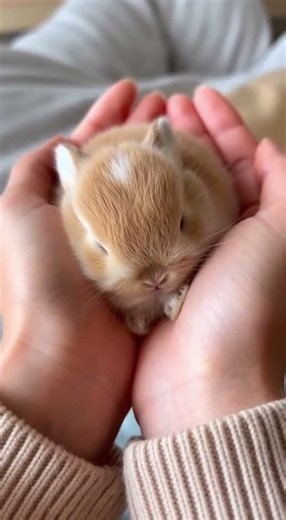 Cute Rabbit watching curiously playtime moments #rabbit #bunny #pets