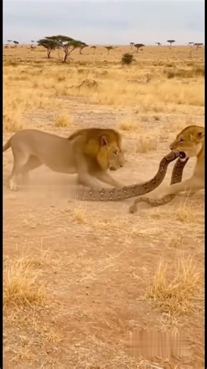 The Python in Peril!