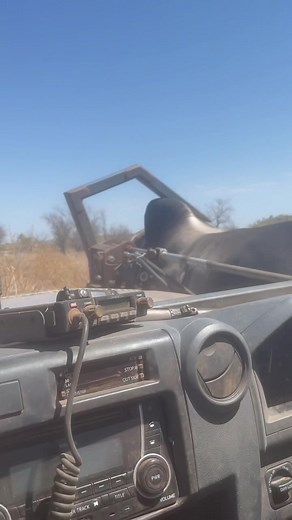 Thrilling Bull Catching at Kimberleys Station