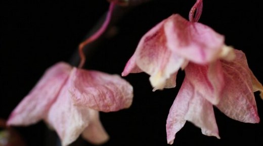 | Orchid Bliss