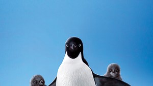 Disneynature Penguins - Apple TV