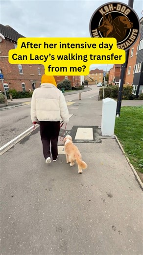 21 weeks old and FULLY #offlead. It can be done!! Lacy is in for intensive #daytraining for #looseleadwalking & Callie to polish her #recall. Both VERY #goodgirls. #dogsoffacebook #dogtips #cockapoo | K9H Dog Training Specialist