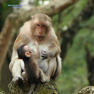 Oh! Monkey Daisy started to wean her daughter, when Draya asked for milk, Daisy hit her and pushed her out. Poor Draya is crying and hurting so much today. 😱 | Beloved Monkeys Of Cambodia