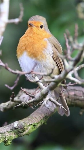 Why do robins appear first in spring ?