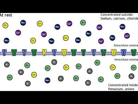 Foundations Of Neural Science: Membrane Potential